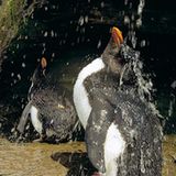 Fotoshow: Pinguine - Bild 14