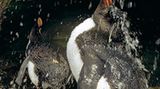 Fotoshow: Pinguine - Bild 14