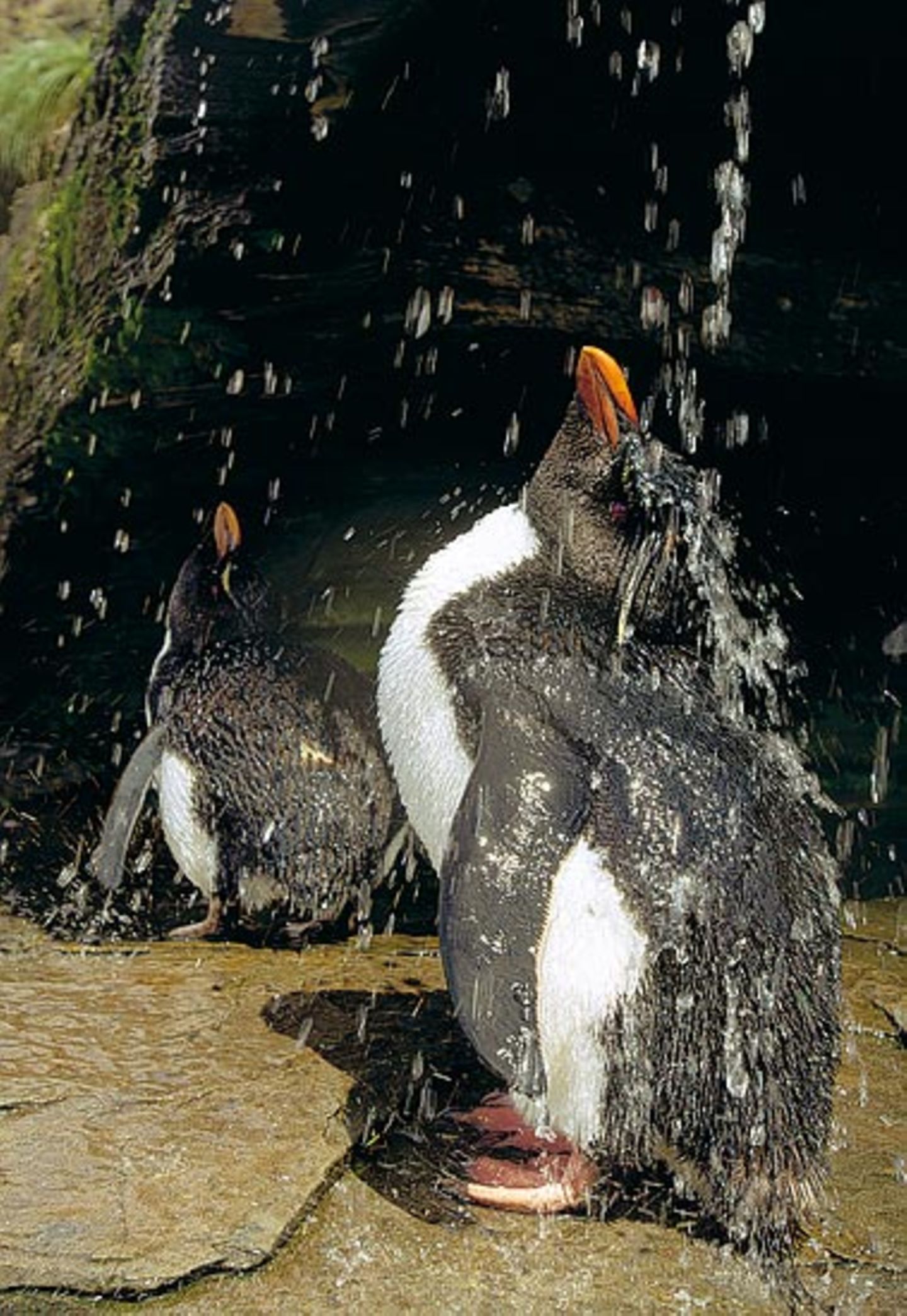 Fotoshow: Pinguine - Bild 14