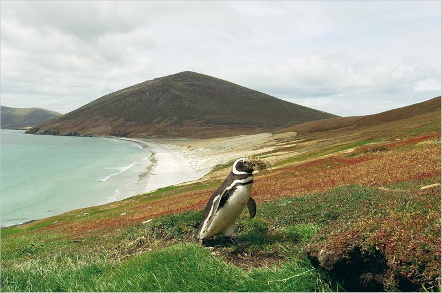 Fotoshow: Pinguine - Bild 15