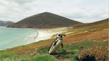 Fotoshow: Pinguine - Bild 15