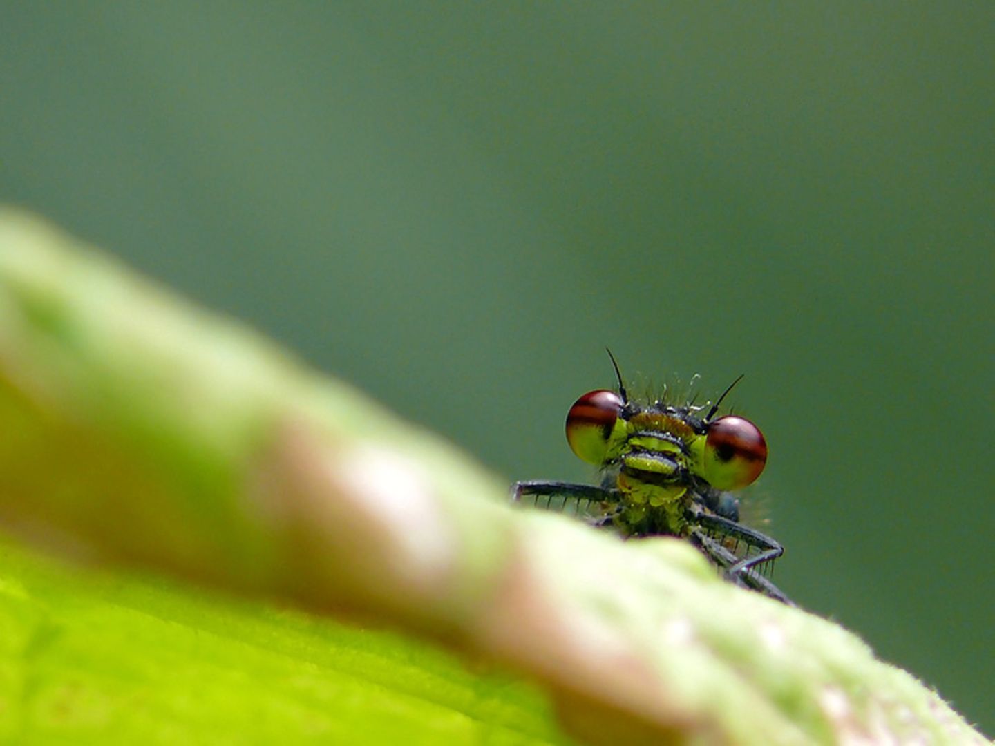 Das User-Foto des Tages - Mai 2008 - Bild 5