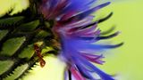 Das User-Foto des Tages - Mai 2008 - Bild 14