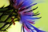 Das User-Foto des Tages - Mai 2008 - Bild 14