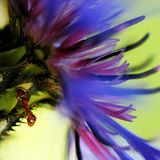 Das User-Foto des Tages - Mai 2008 - Bild 14