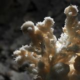 Fotogalerie: Höhlen - Forschung für die Medizin - Bild 8