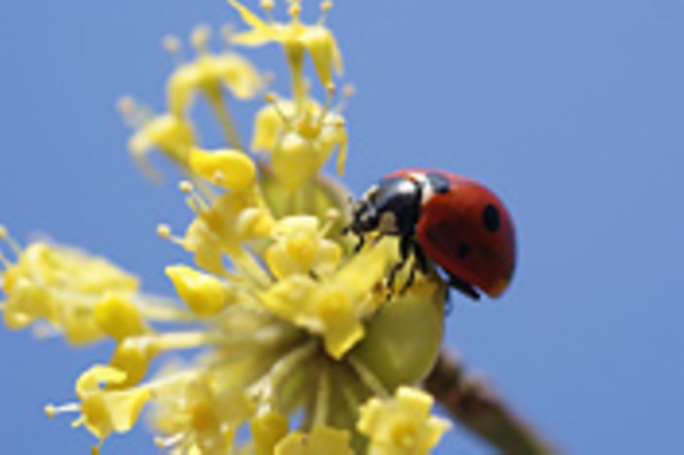 Leserfoto des Tages - März 2010
