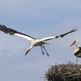 Störche am Neusiedler See