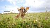 Kuh auf Wiese in Cornwall