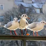 Möwen an einem sonnigen Tag im Januar
