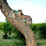 Gepard auf Baum