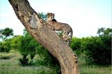 Gepard auf Baum