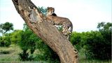 Gepard auf Baum