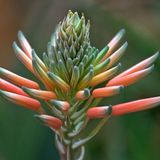 Leserfoto des Tages - März 2010 - Bild 12