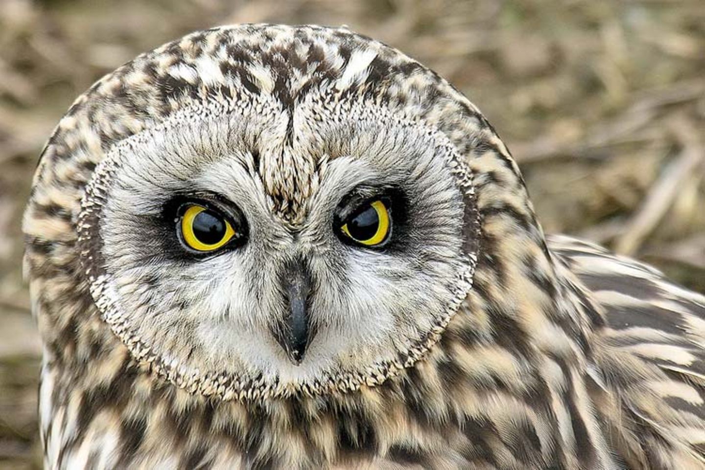 Leserfoto des Tages - März 2010 - Bild 20