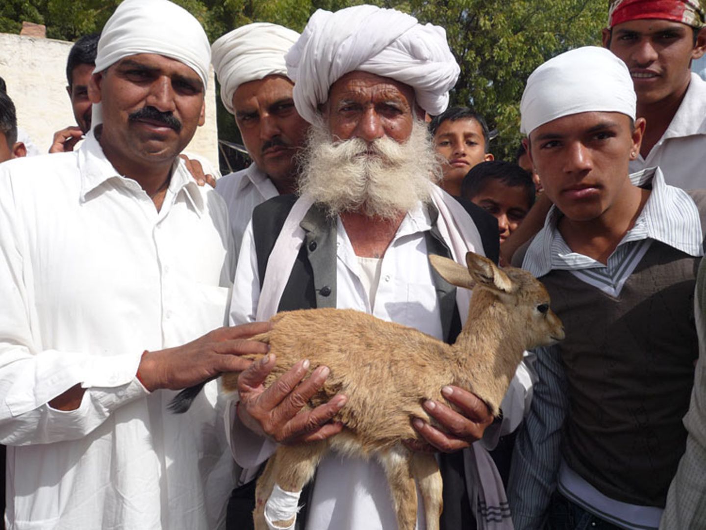 Bishnoi, Tierliebe bis in den Tod
