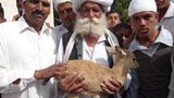 Bishnoi, Tierliebe bis in den Tod