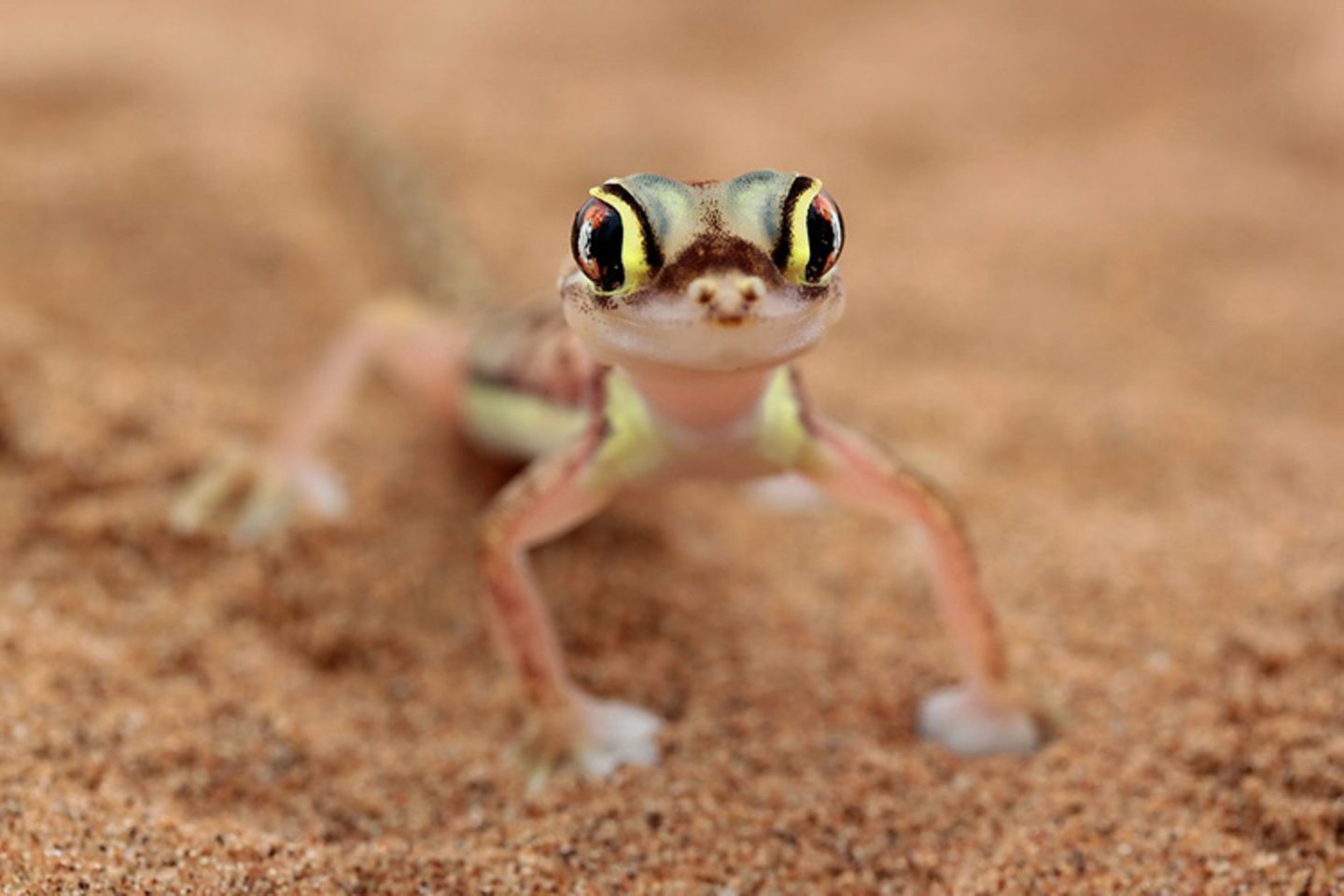 Gecko
