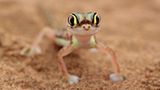 Gecko