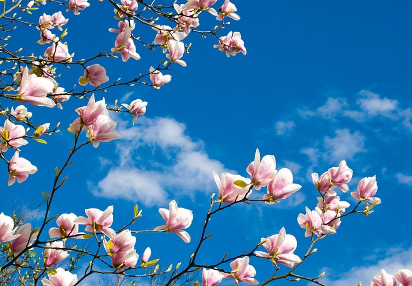 Magnolien
