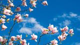 Magnolien