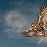 GDT Naturfotograf des Jahres