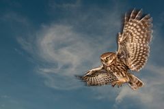 GDT Naturfotograf des Jahres