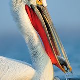 GDT Naturfotograf des Jahres