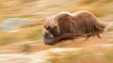 GDT Naturfotograf des Jahres