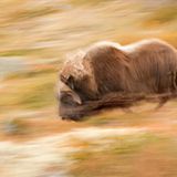 GDT Naturfotograf des Jahres