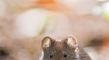 GDT Naturfotograf des Jahres