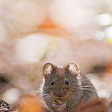 GDT Naturfotograf des Jahres