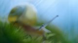 GDT Naturfotograf des Jahres