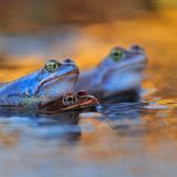 GDT Naturfotograf des Jahres