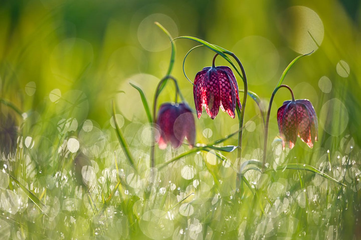 GDT Naturfotograf des Jahres