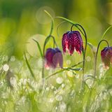 GDT Naturfotograf des Jahres