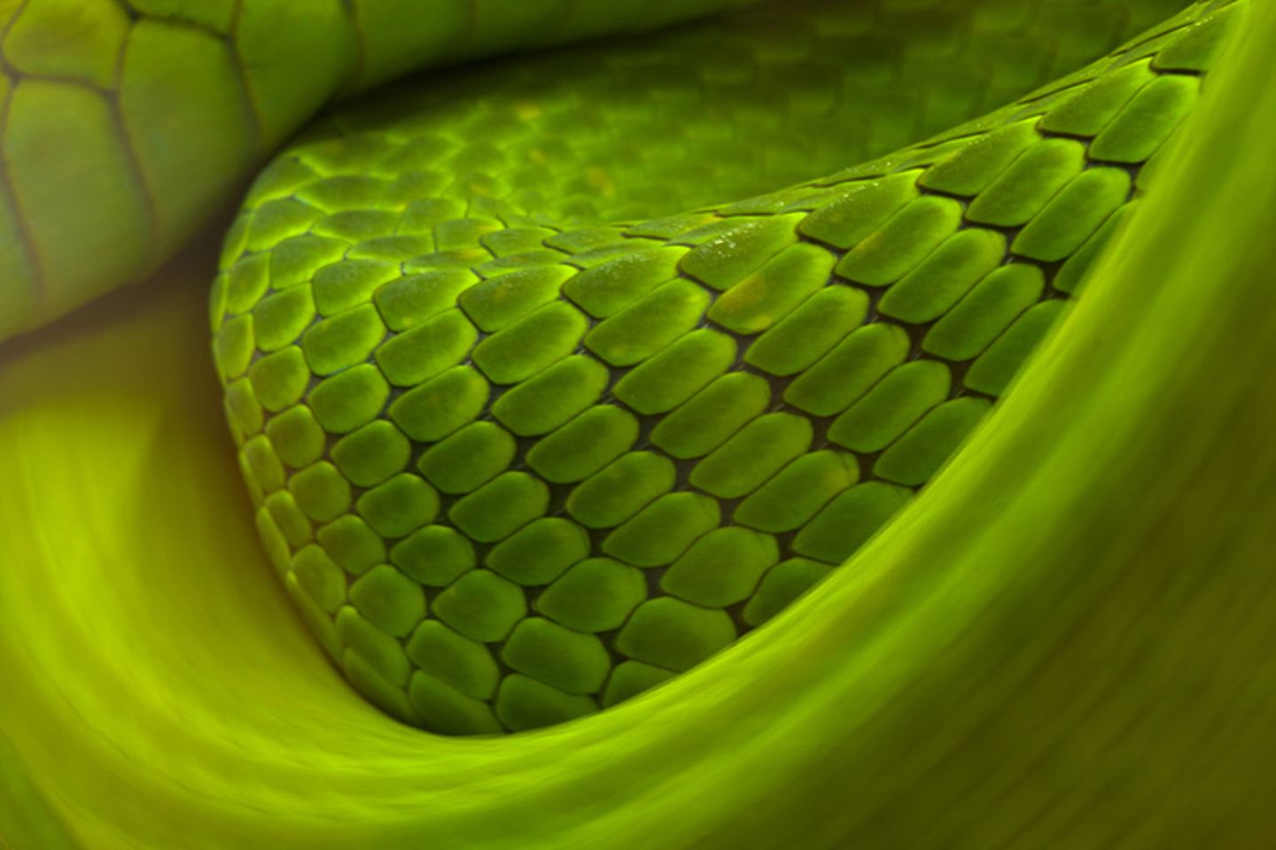GDT Naturfotograf des Jahres