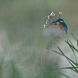 GDT Naturfotograf des Jahres