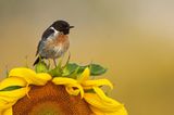 GDT Naturfotograf des Jahres