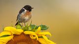 GDT Naturfotograf des Jahres