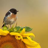 GDT Naturfotograf des Jahres