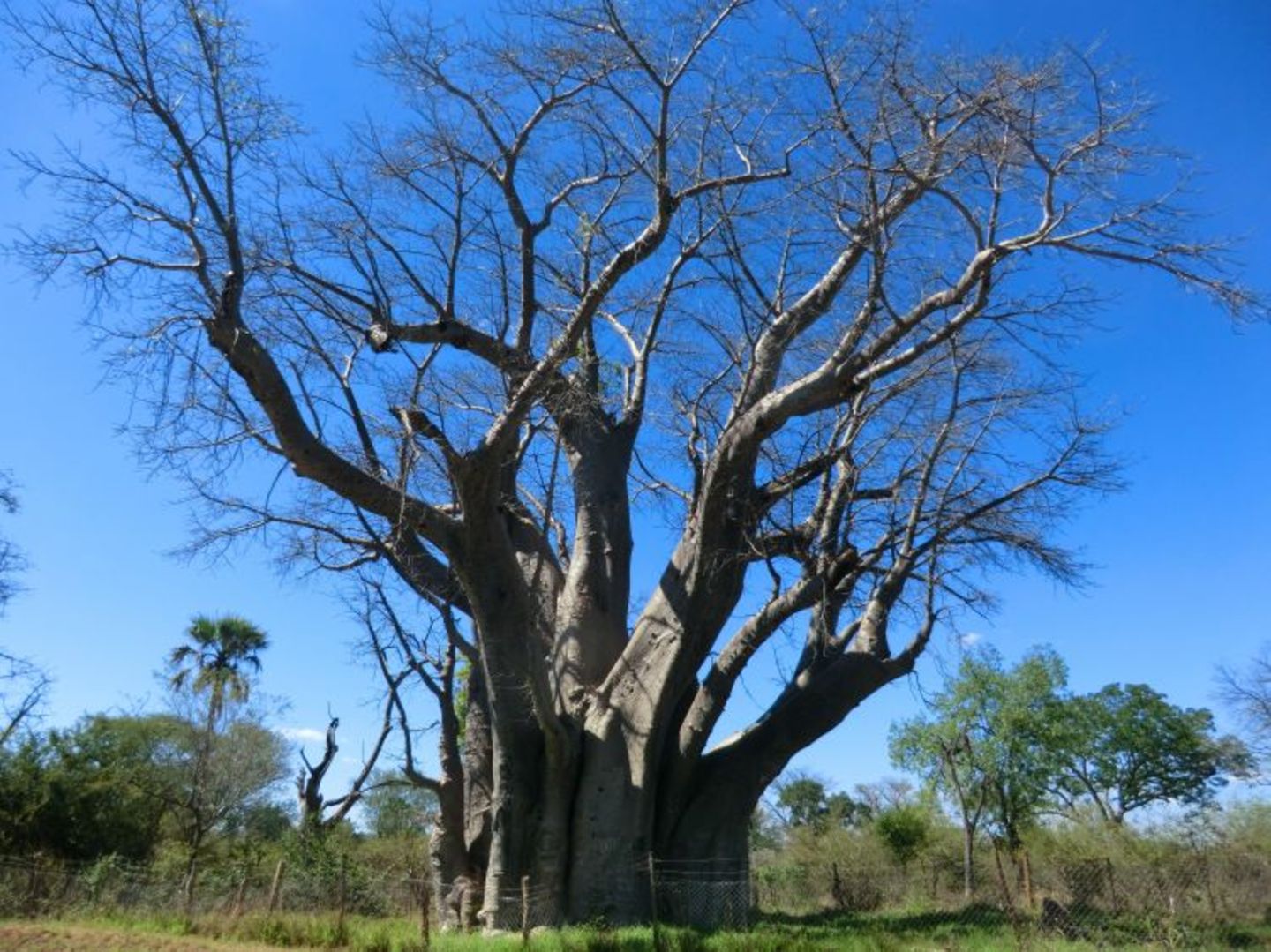 Jarlath (Matobo Hills): Jarlath (Matobo Hills) - Bild 19