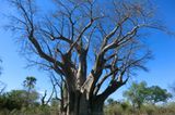 Jarlath (Matobo Hills): Jarlath (Matobo Hills) - Bild 19