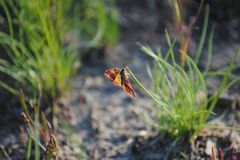Insekten: Alles andere als ekelhaft