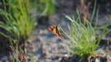 Insekten: Alles andere als ekelhaft