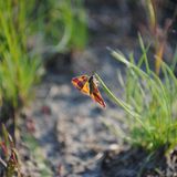 Insekten: Alles andere als ekelhaft