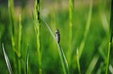 Insekten: Alles andere als ekelhaft - Bild 2