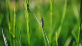 Insekten: Alles andere als ekelhaft - Bild 2