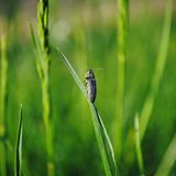 Insekten: Alles andere als ekelhaft - Bild 2