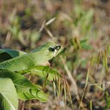 Insekten: Alles andere als ekelhaft - Bild 3
